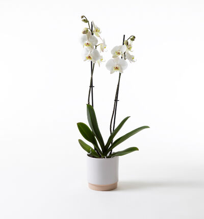Hvit orkidé i hvit Linnea potte